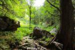 2014-07-05_Laengental-N-Hochweg (468). JPG